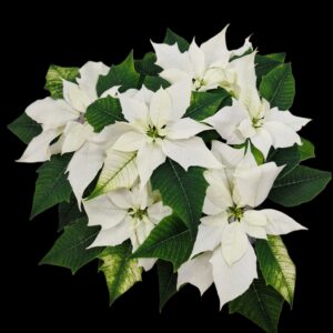 Poinsettia white XL