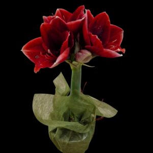 Amaryllis 'Danu